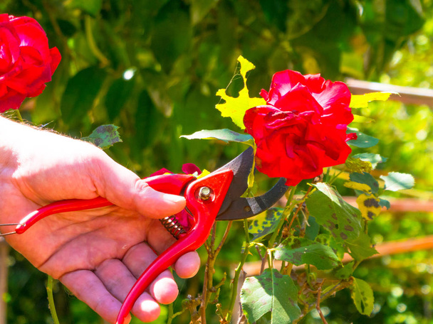 hand using a shears in a garden - Фото, зображення