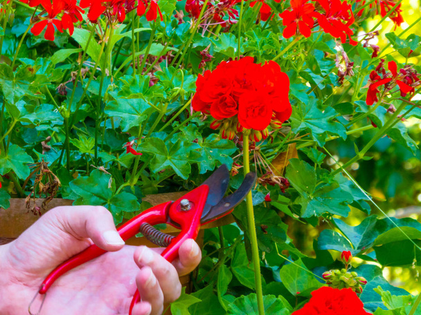 hand using a shears in a garden - Zdjęcie, obraz