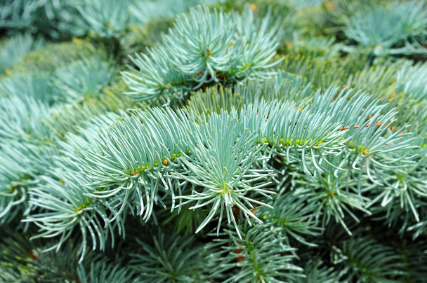 Blue fir tree, close up - Photo, Image