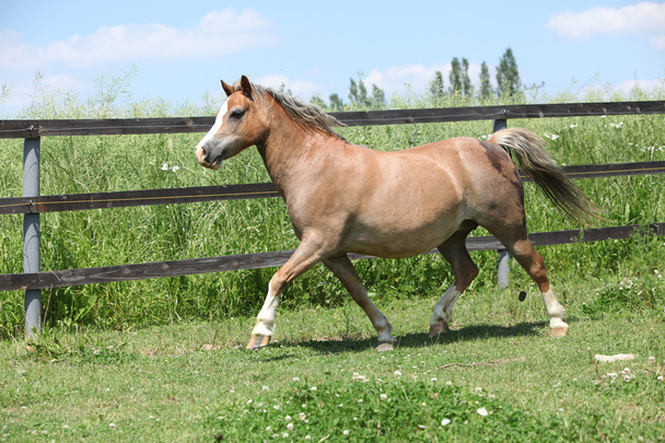 jonge welsh pony mare uitvoeren - Foto, afbeelding