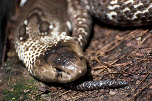 Indian cobra (Naja naja) - Photo, Image