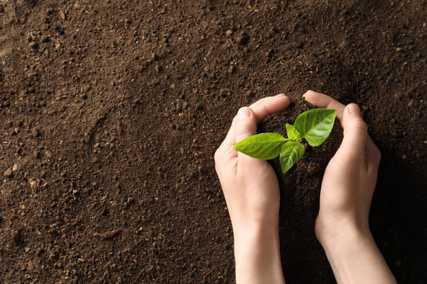 Woman holding young plant over soil, top view with space for text. Gardening time - Photo, image