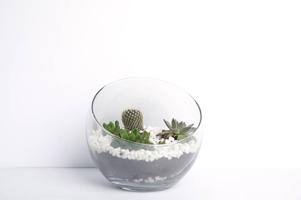 Glass florarium with different succulents on white background - Valokuva, kuva