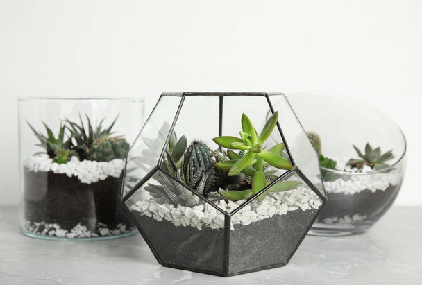 Glass florariums with different succulents on table against white background - Foto, Bild