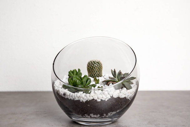 Glass florarium with different succulents on table against white background - Foto, Bild