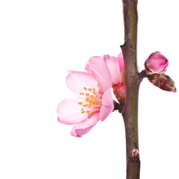 мигдальне дерево рожеві квіти
 - Фото, зображення