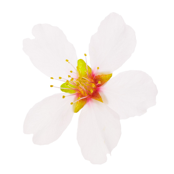 Una flor de almendra abierta
 - Foto, imagen