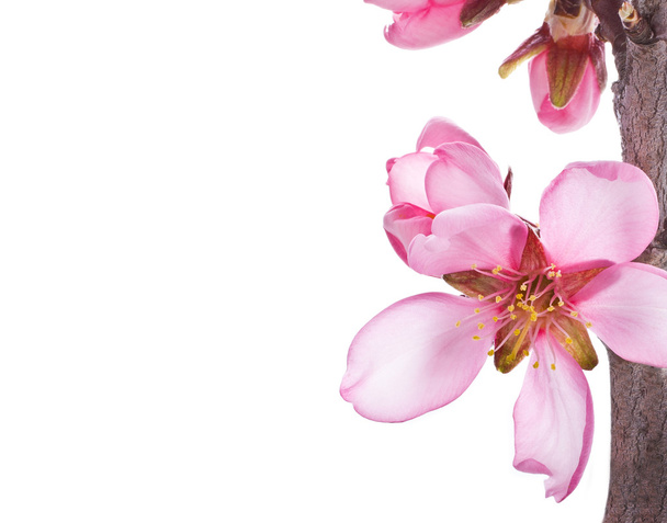 różowe kwiaty migdałów - Zdjęcie, obraz