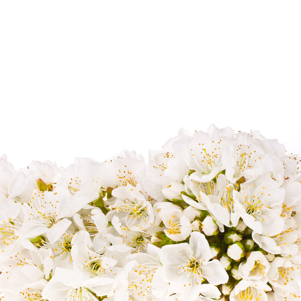 Primavera flores blancas de manzana
 - Foto, imagen