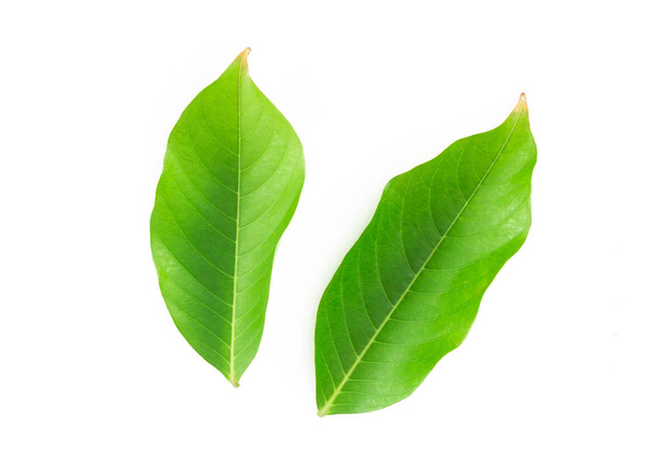 Green leaf isolated on white background - Foto, Imagem