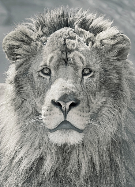 gros plan tête de lion
 - Photo, image