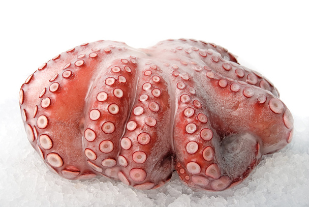 Octopus - Foto, Bild