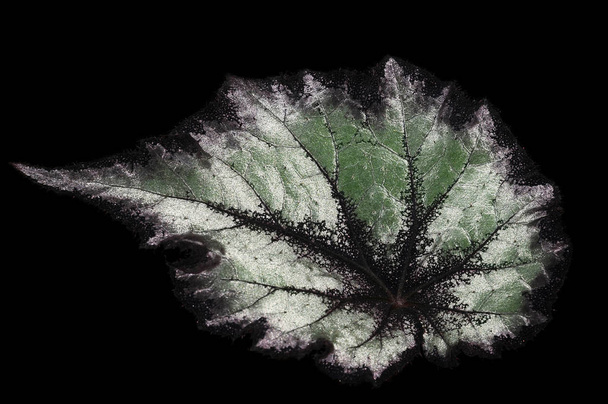 Бегония рекс - текстура серебряного листа
 - Фото, изображение