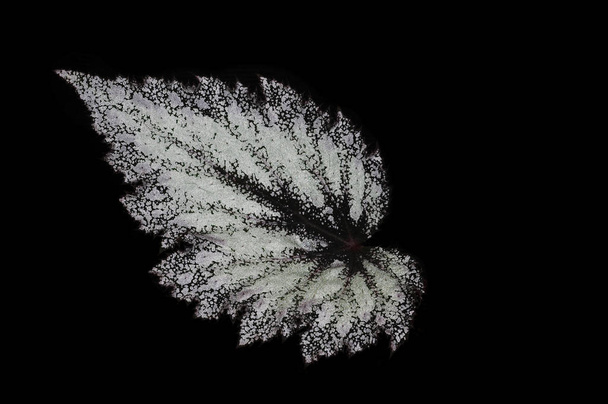 Begonia rex- Silver leaf texture - Photo, Image