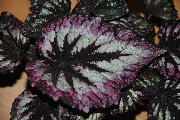 hoja de una begonia sobre un fondo negro
 - Foto, Imagen