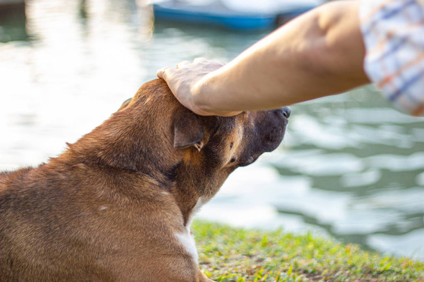Die Hand des Mannes berührt den Kopf des Hundes - Foto, Bild