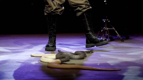 Sirkteki yılan oynatıcısı. Eylem. Yılan oynatıcısıyakın çekim performans sırasında sirk arenasında kobra kontrol eder. Tehlikeli sirkte itaatkar küçük hayvanlar haline gelmiştir - Fotoğraf, Görsel