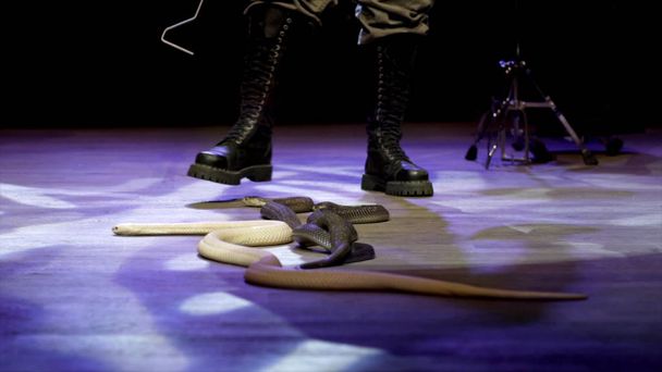 Close-up of snake in circus. Action. Charmer collects snakes creeping in circus arena during performance. Dangerous performance with poisonous cobras in circus show - Photo, Image