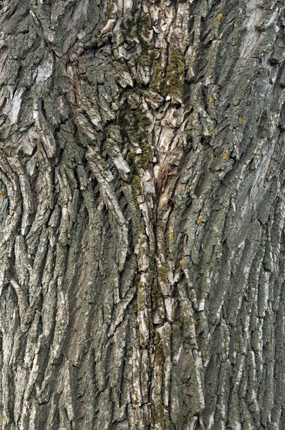 Eski yaşlı güzel meşe akçaağaç ağaç kabuğu barque Closeup makro detay. Çatlaklar, kontroller, delikler ve kıvrımlı çizgiler ile doğal ahşap dokulu soyut ağaç arka plan alışılmadık desen şekli - Fotoğraf, Görsel