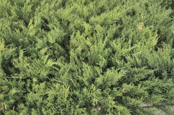 Джуниперские кусты в саду. Саженцы можжевельника весной. Питомник различных зеленых елок для садоводства. Разные саженцы. Чамеципарис, Фуя, Таксус
 - Фото, изображение