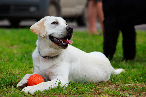 Dog breed labrador retriever - Φωτογραφία, εικόνα