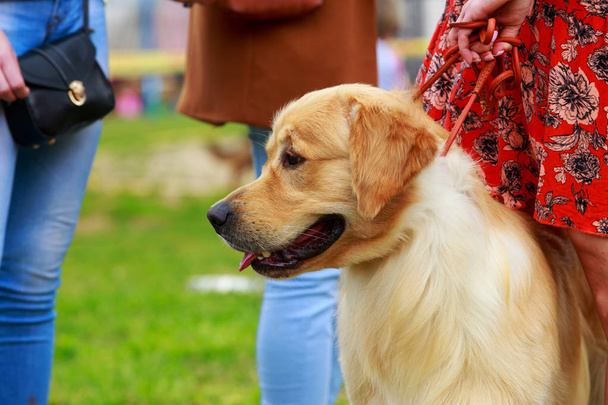 φυλή σκυλιών Golden Retriever - Φωτογραφία, εικόνα