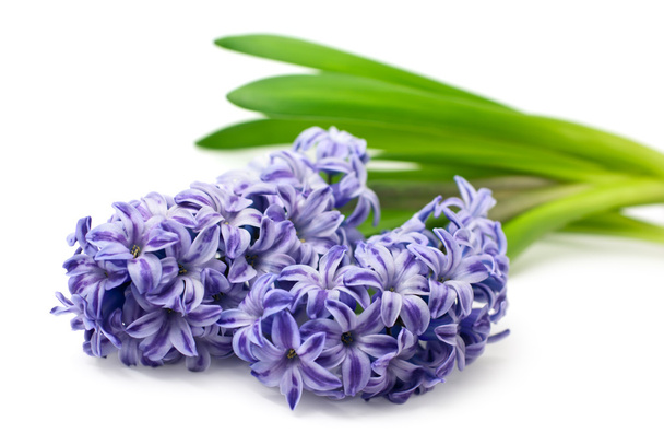 Blue hyacinth isolated on white - Photo, Image
