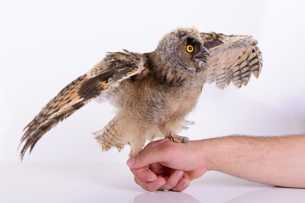 young bird owl - 写真・画像