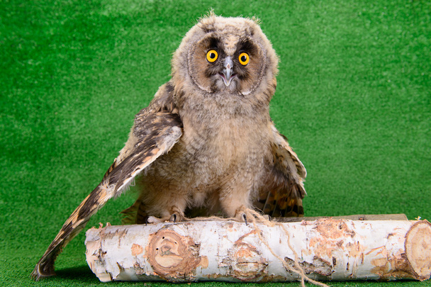 young bird owl - Photo, image