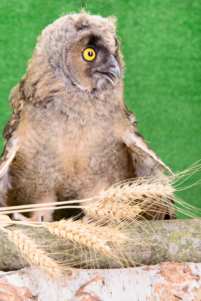 Great Horned Owl - Fotó, kép