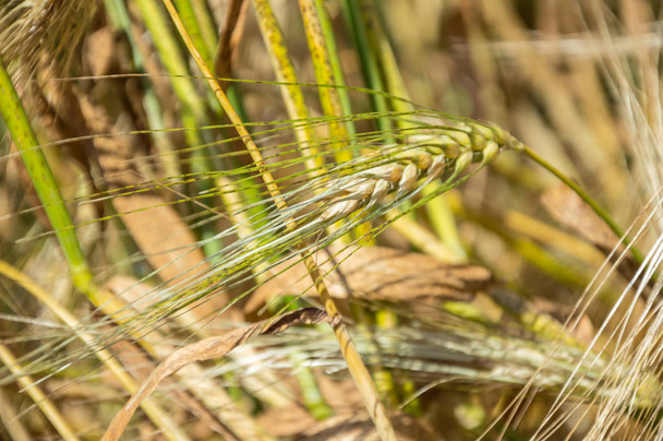 Золоті поля пшениці.  - Фото, зображення