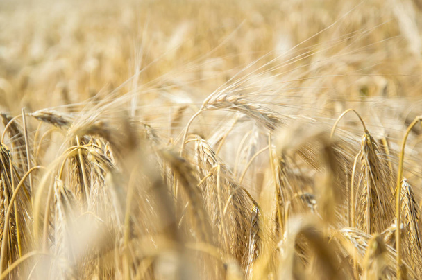 Golden fields of wheat.  - Photo, Image