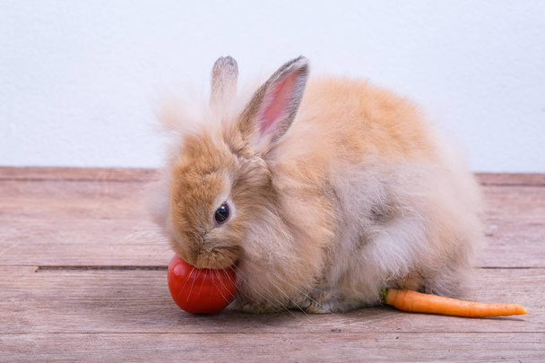 Rabbits on wooden floors, carrots, cucumbers, tomatoes and barre - Foto, afbeelding