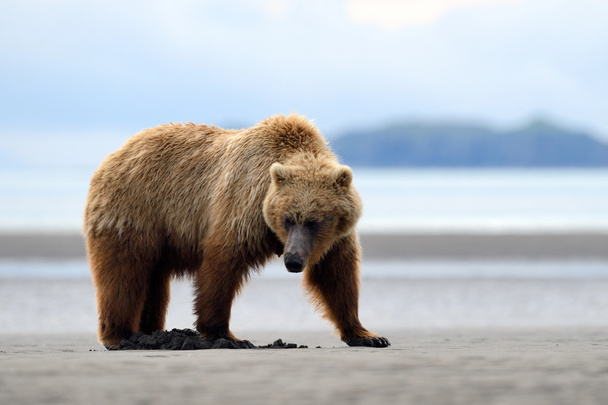 Orso grizzly
 - Foto, immagini