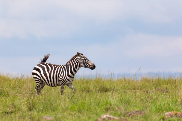 A zebra is browsing on a meadow in the grass landscape - Photo, image