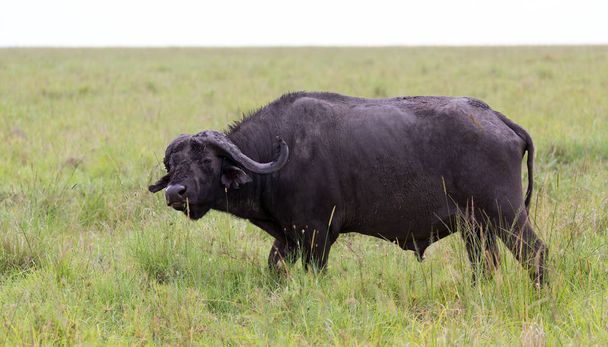A buffalo is standing in the middle of the meadow in the grass l - Foto, Imagem