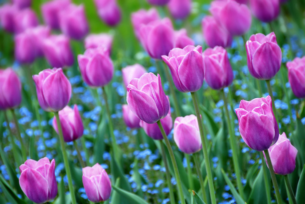 Fondo tulipanes púrpura
 - Foto, imagen