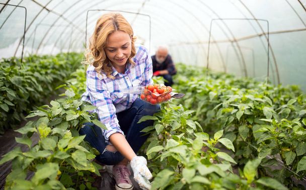 Happy farmer woman growing vegetables at farm - Фото, изображение
