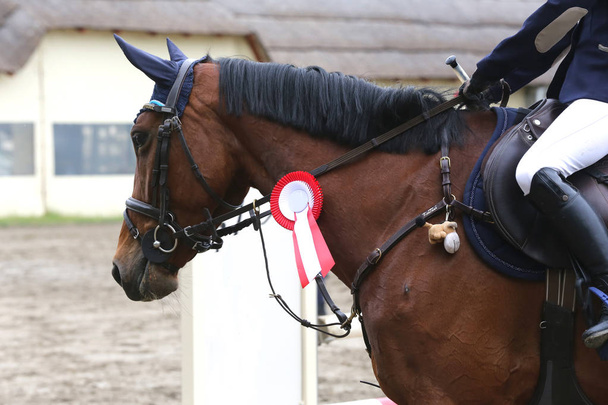 Head shot closeup of a beautiful award winner racehorse  - Photo, Image