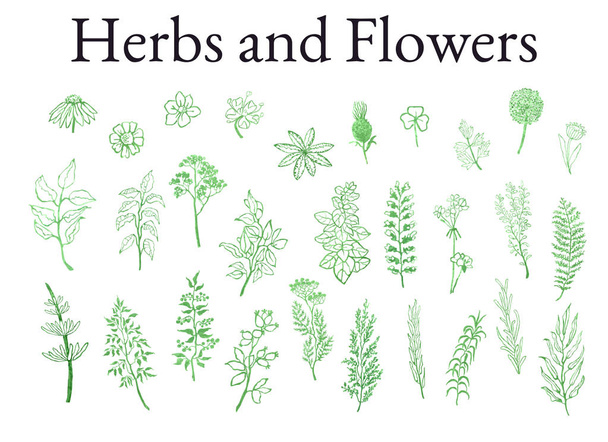 Illustrationsset mit Kräutern, Pflanzen und Blumen Skizzen - Vektor, Bild