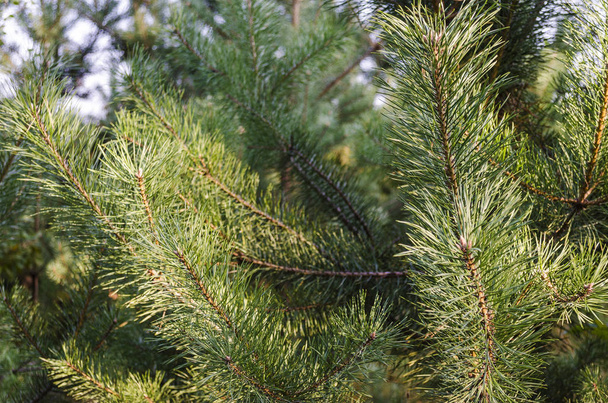 Groene dennenbomen - Foto, afbeelding