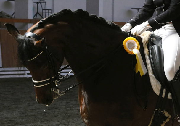Głowa strzał zbliżenie z piękny Nagroda zwycięzca Racehorse  - Zdjęcie, obraz
