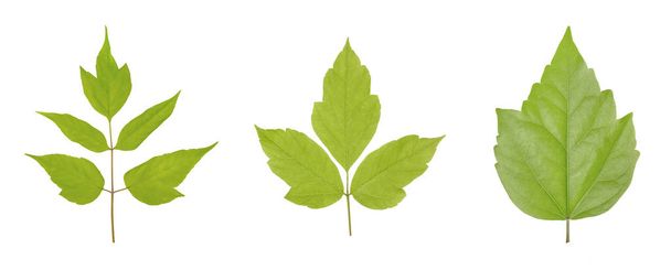 Acer negundo or American maple leaves isolated on white background - Photo, Image