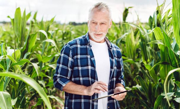 Retrato de un agrónomo senior parado en un campo de maíz tomando
  - Foto, Imagen