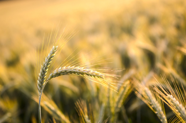 uši pšenice v létě - Fotografie, Obrázek