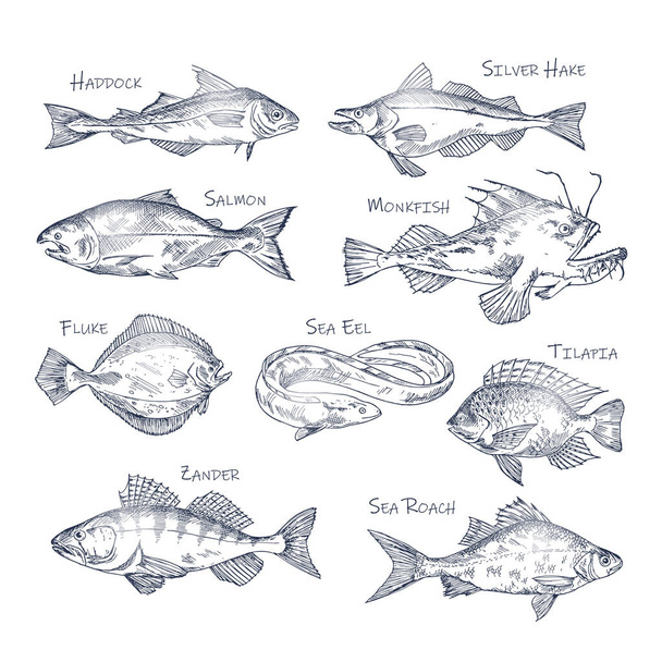 Set of isolated river and ocean fish sketches - Vektori, kuva