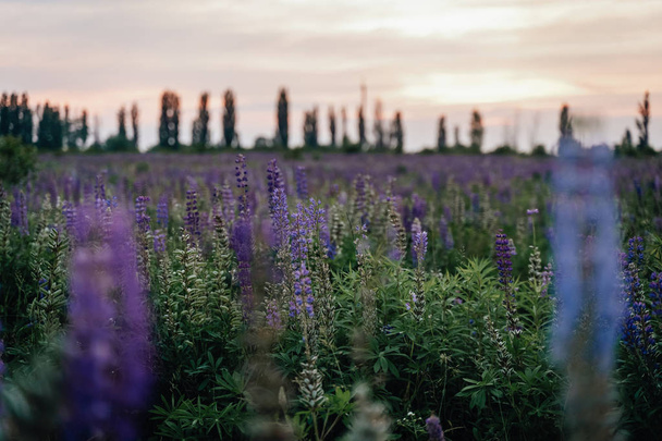 Beautiful landscape with lavender meadow at sunset  - Φωτογραφία, εικόνα