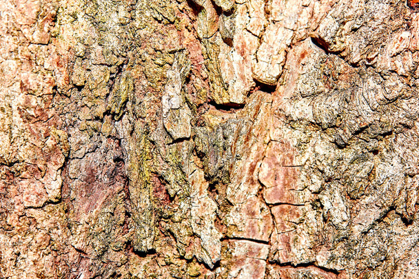 Close-up of Bark Patterns - Photo, Image