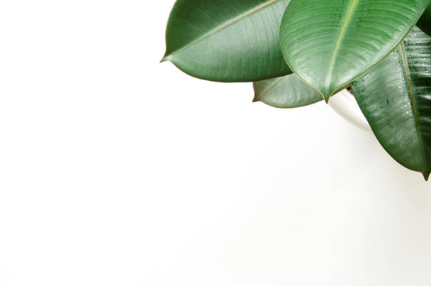 Крупним планом рослина зеленого фікуса, ізольована на білому з копіювальним простором. - Зображення
 - Фото, зображення