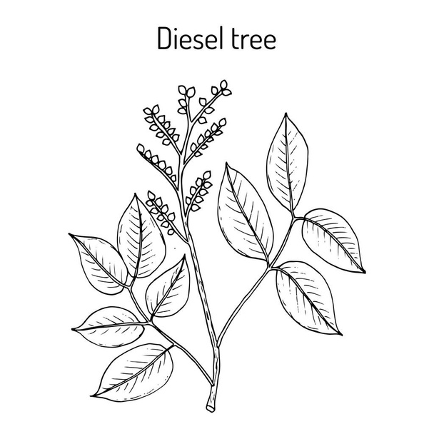 Diesel tree Copaifera langsdorffii , medicinal plant - Vektör, Görsel